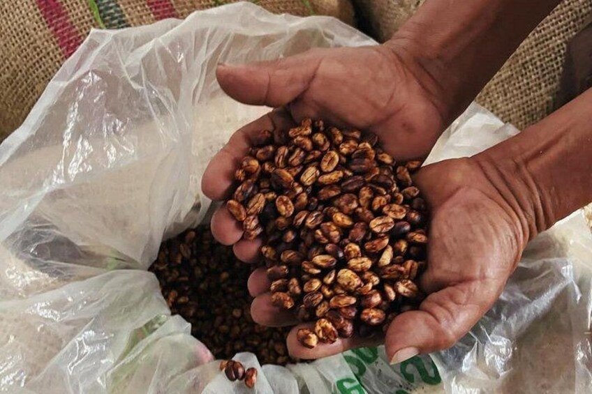 Handen houden koffiebonen boven een plastic zak. 1