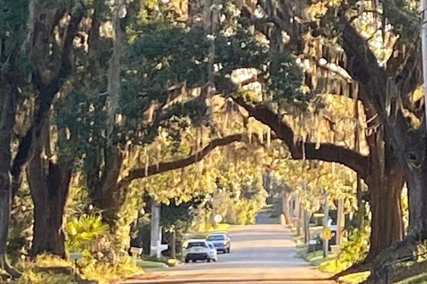 A tree-lined street with a clear road, cars parked on the side, and a visible crosswalk. 4