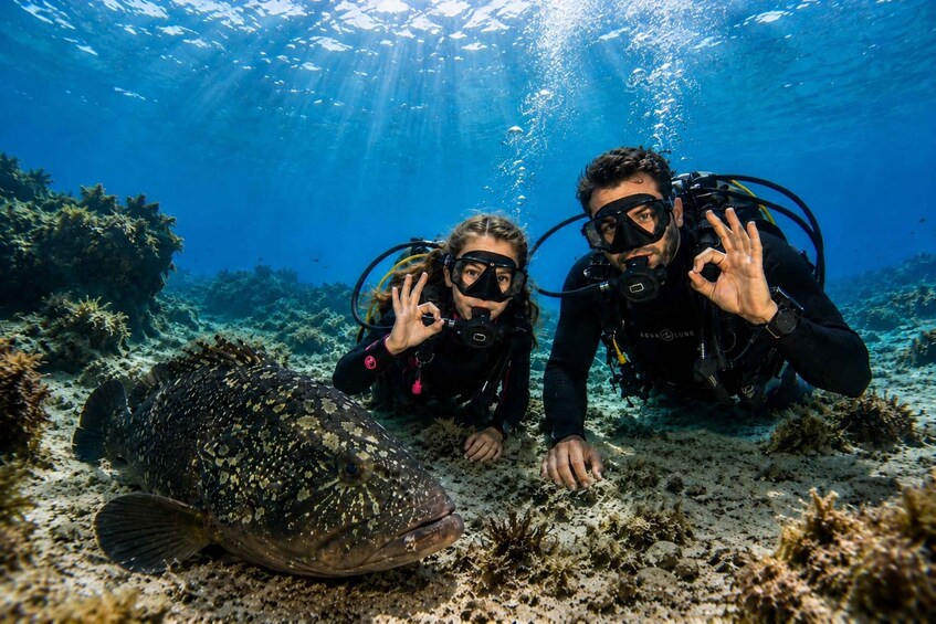 Two scuba divers underwater with a large fish nearby. 1