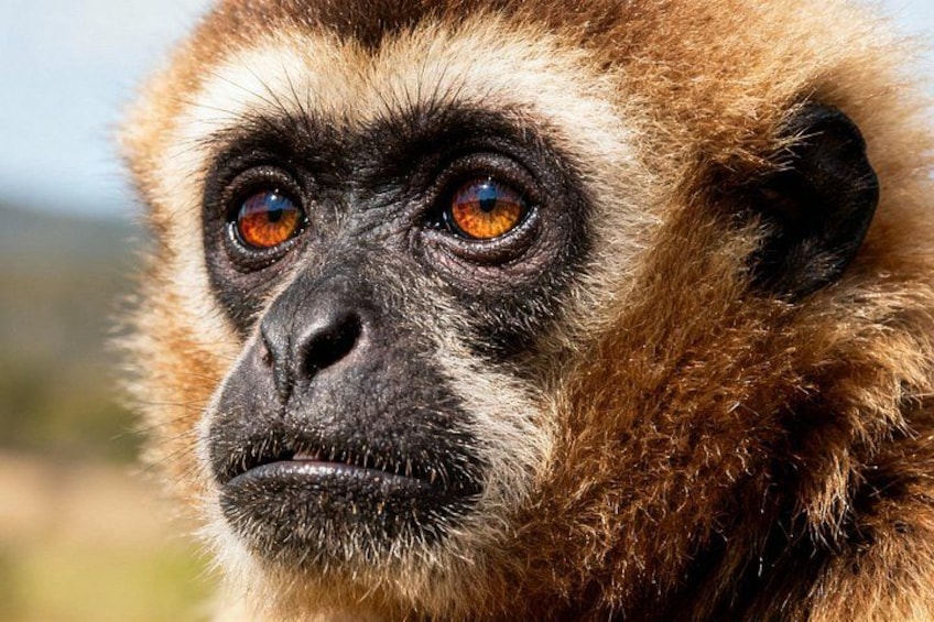 2-Day Hoolock Gibbons Wildlife Tour from Guwahati 1
