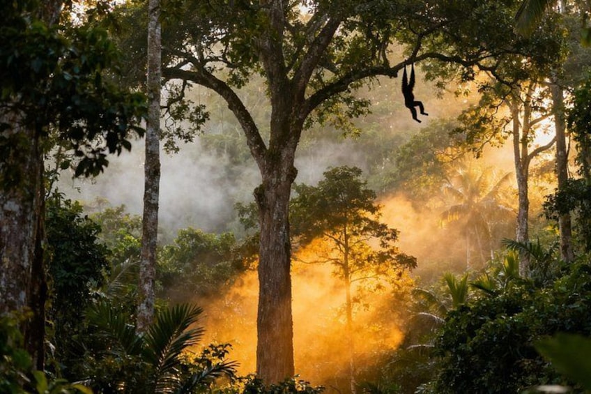 A forest with a person hanging from a tree branch. 4