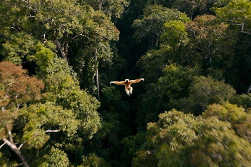 A person parachuting in a dense forest. 5