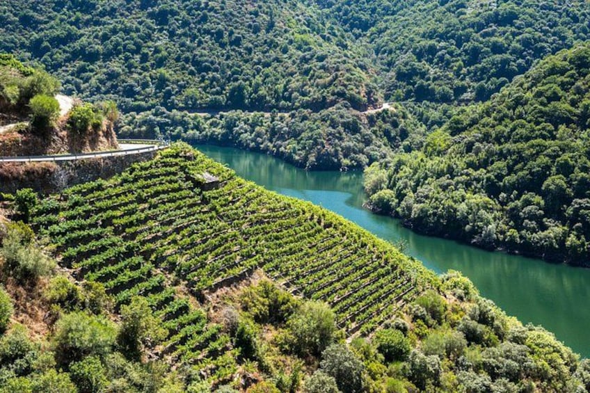 A vineyard with rows of grapevines adjacent to a river. 4