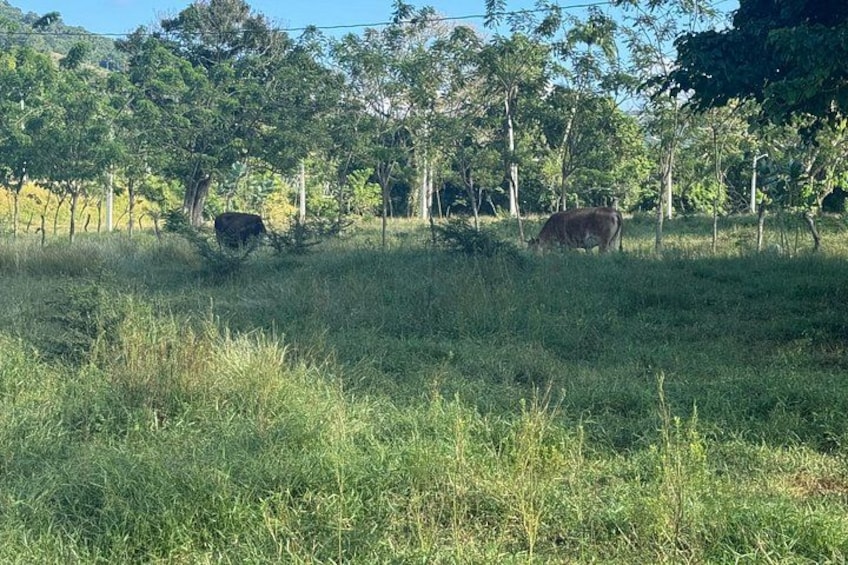 Two cows grazing in a grassy field with trees in the background. 5