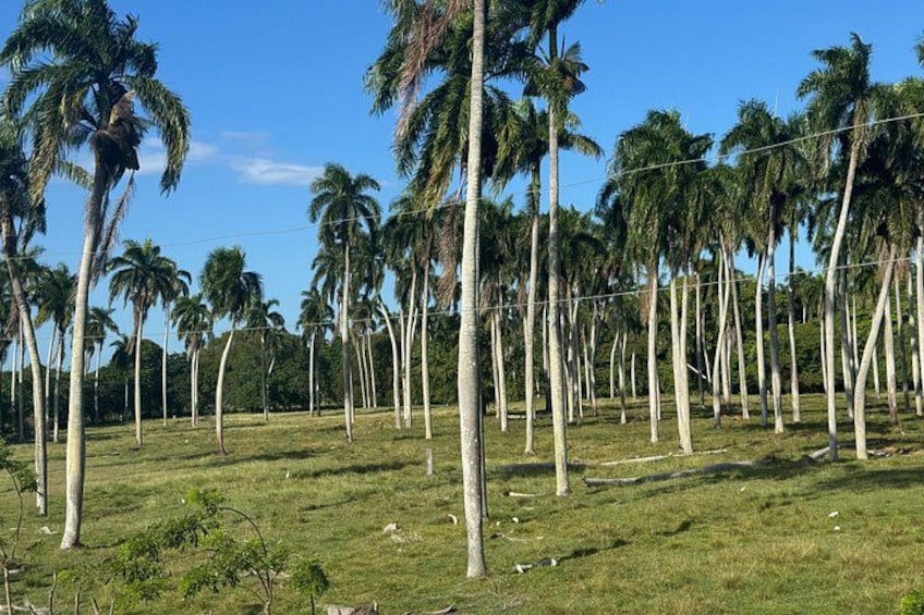 A field of tall palm trees with a clear blue sky. 4