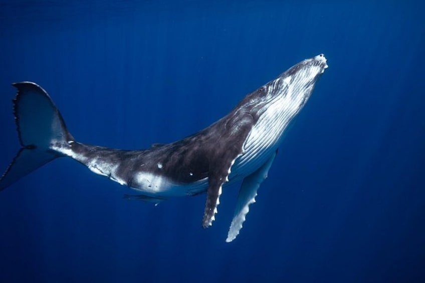 A large whale swimming in the ocean. 3