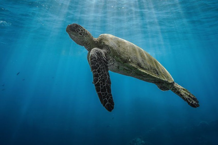 A sea turtle swimming underwater. 2