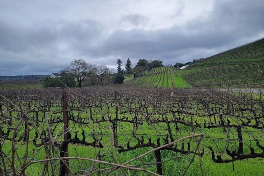Un vignoble avec des rangées de vignes et un paysage vallonné en arrière-plan. 2