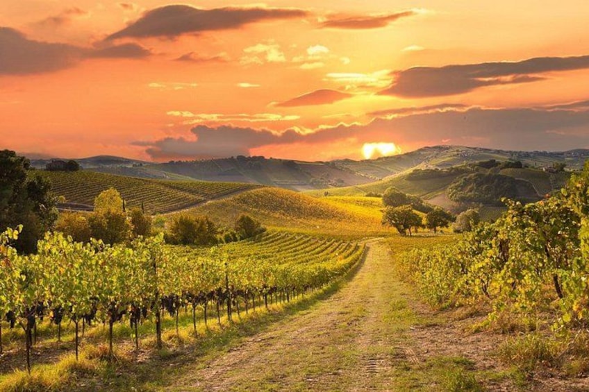 A vineyard with rows of grapevines under a sunset sky. 1