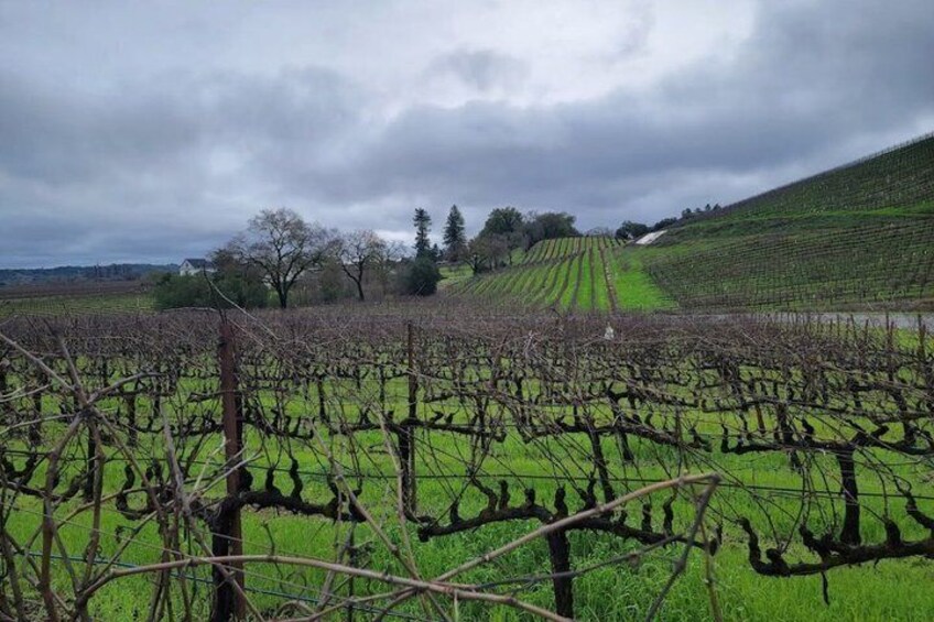 Sonoma Winery Tour 2