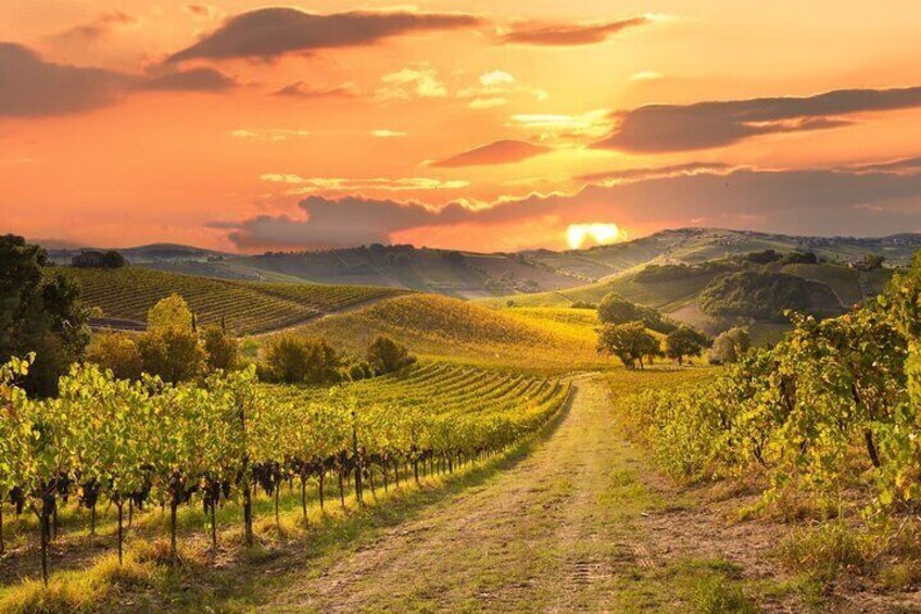 Sonoma Winery Tour 1