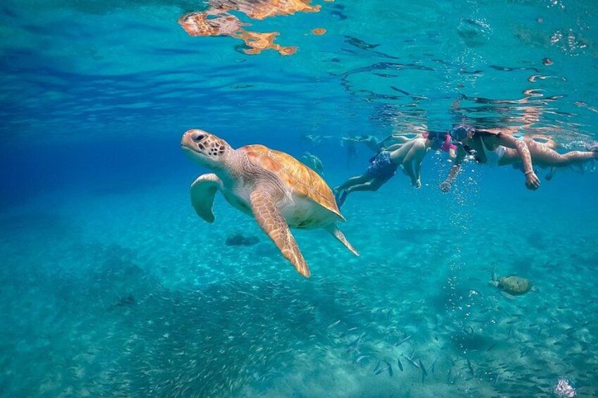 Curaçao Green Escape: Caves, Turtles & Beaches 4