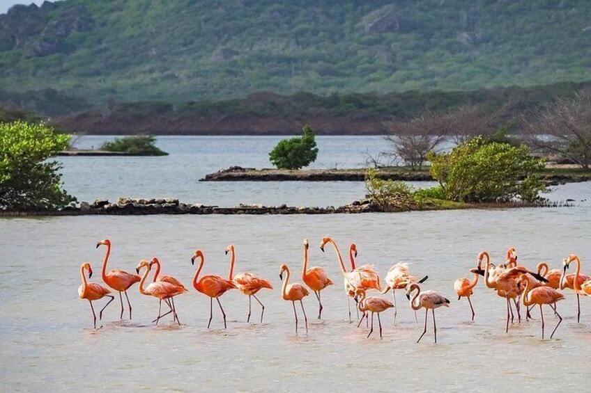 Curaçao Full-Day Tour: Hato Caves, Turtles, Kenepa & Flamingos 2