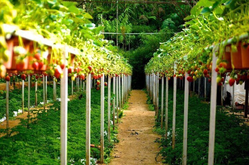 Ein Gewächshaus mit Tomatenpflanzen, die in Reihen an vertikalen Stützen wachsen. 2