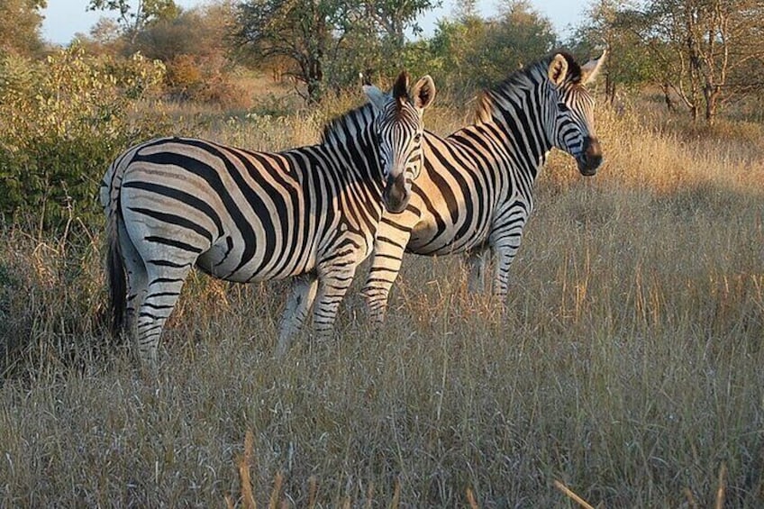 Zwei Zebras stehen in einem grasbewachsen Feld, im Hintergrund Bäume. 3