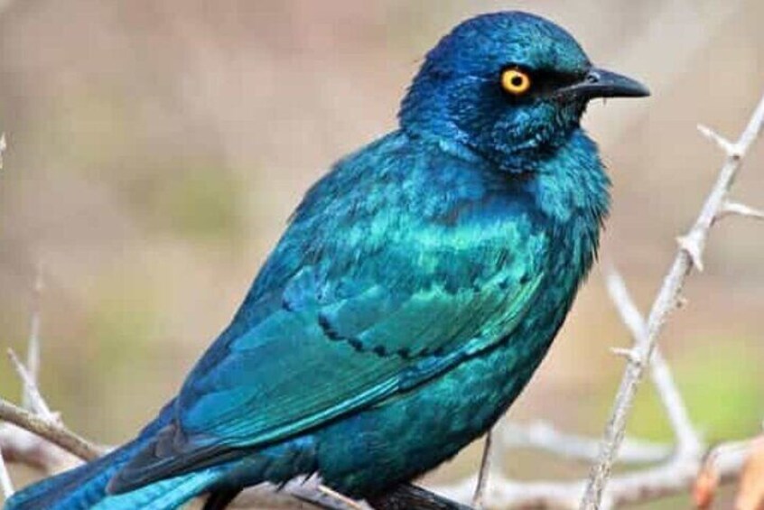 Ein blauer Vogel mit gelben Augen sitzt auf einem Ast. 4