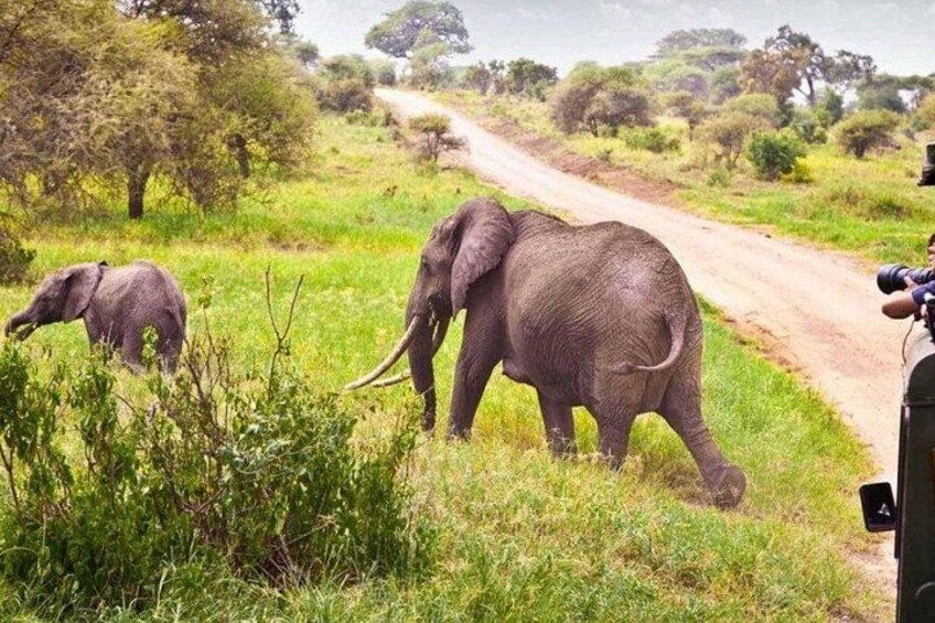 Elefanten auf einem Feldweg in einer grasbewachsen Savanne, im Hintergrund Bäume. 2