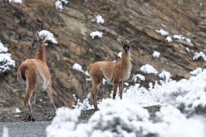 Two llamas standing on a rocky terrain with snow patches. 2
