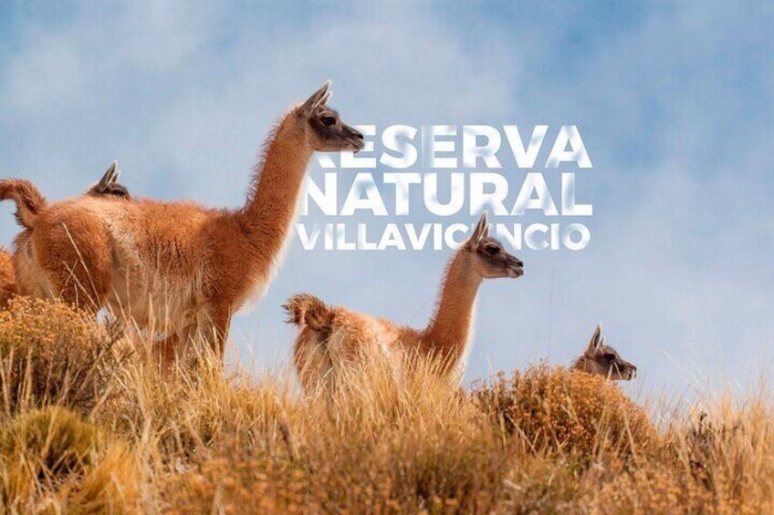 Llamas in a natural reserve with dry grass and a clear sky. 1