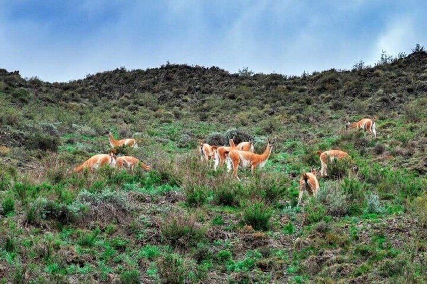 A group of deer grazing on a grassy hillside. 5