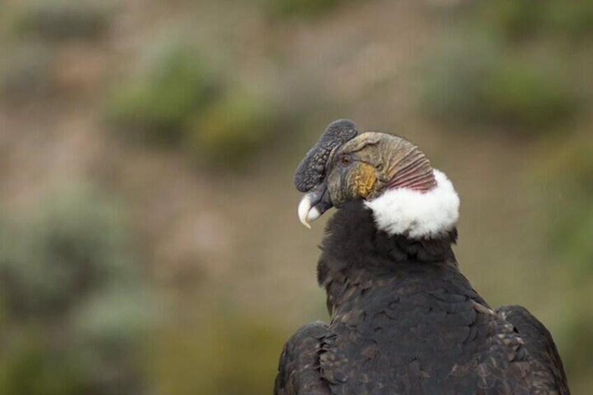 A bird with a large beak and white feathers on its neck. 3