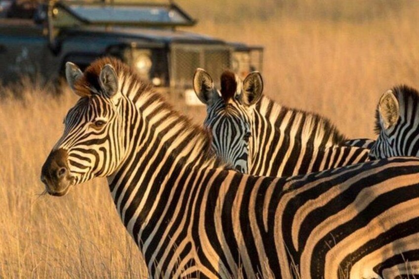 Zebras standing in a field with a vehicle in the background. 3