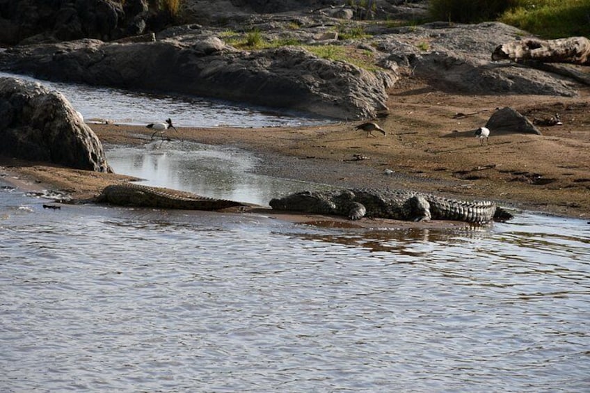 A crocodile in water, a bird on the shore, and a rocky landscape. 5