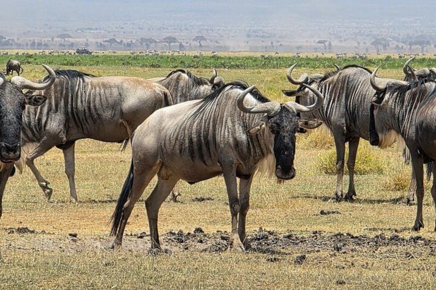 Wildebeests in a dry grassland with a distant horizon. 1