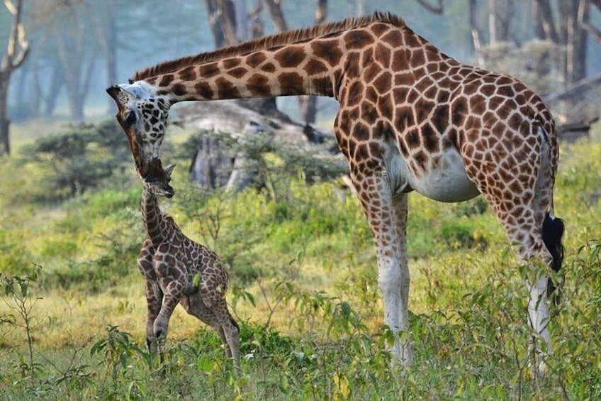 A giraffe with a calf in a grassy field. 2