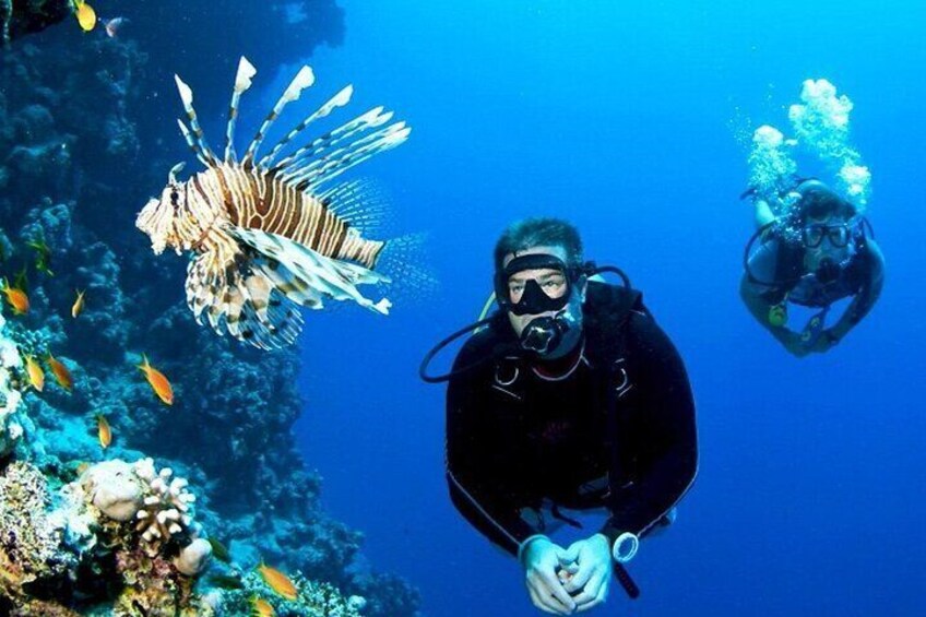 A diver with a lionfish, surrounded by coral and fish. 5