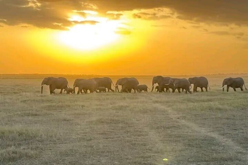 Una manada de elefantes camina a través de una llanura cubierta de hierba al atardecer. 4