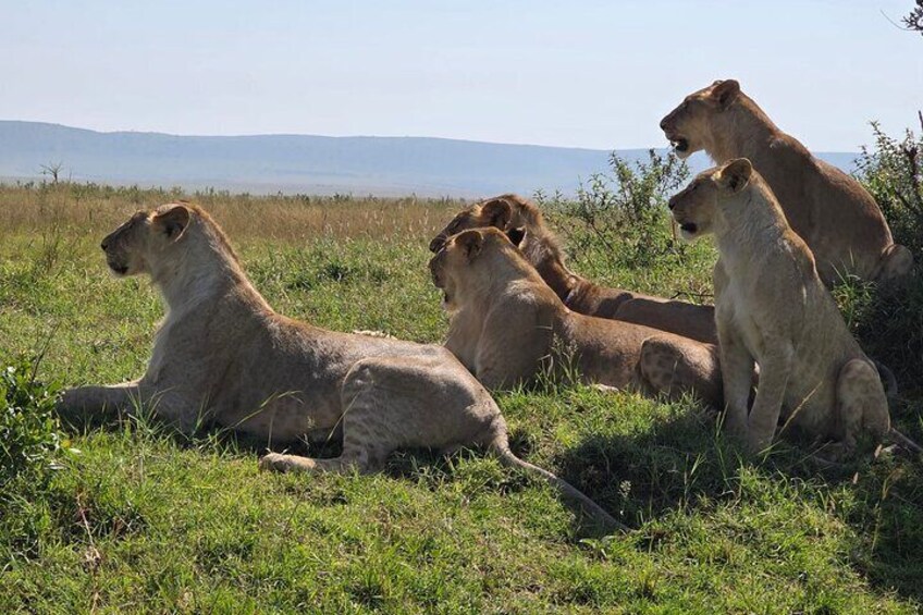 Un grupo de leones descansando en un campo herboso con una cadena montañosa al fondo. 5