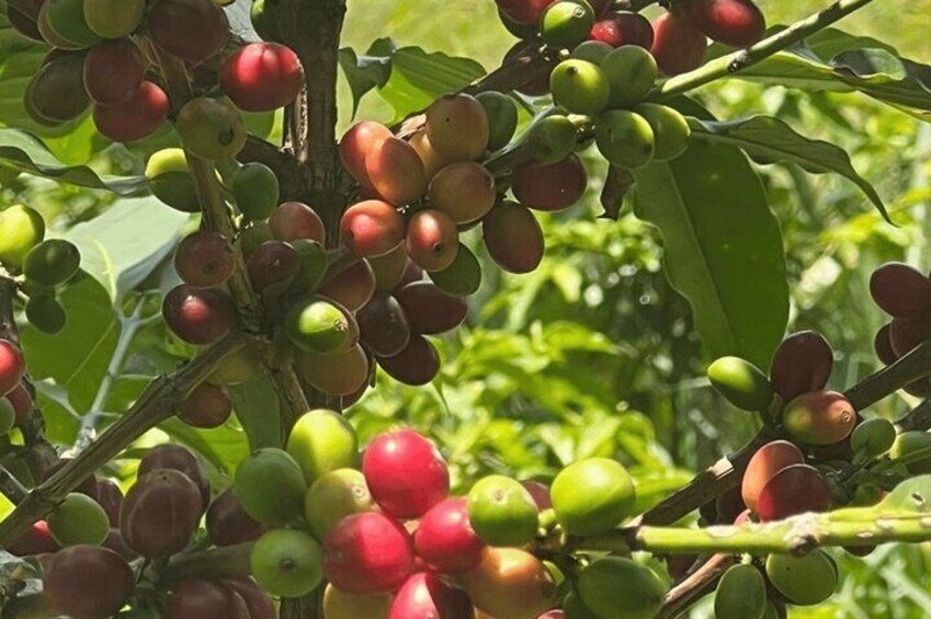 Un albero con grappoli di frutti verdi, rossi e gialli. 5