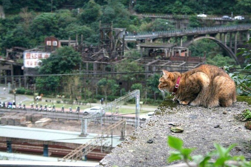 A cat on a rocky ledge with a bridge and buildings in the background. 2