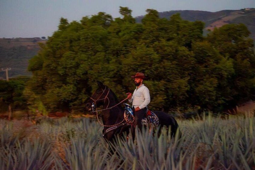 A person riding a horse in a field with tall grass and trees in the background. 3