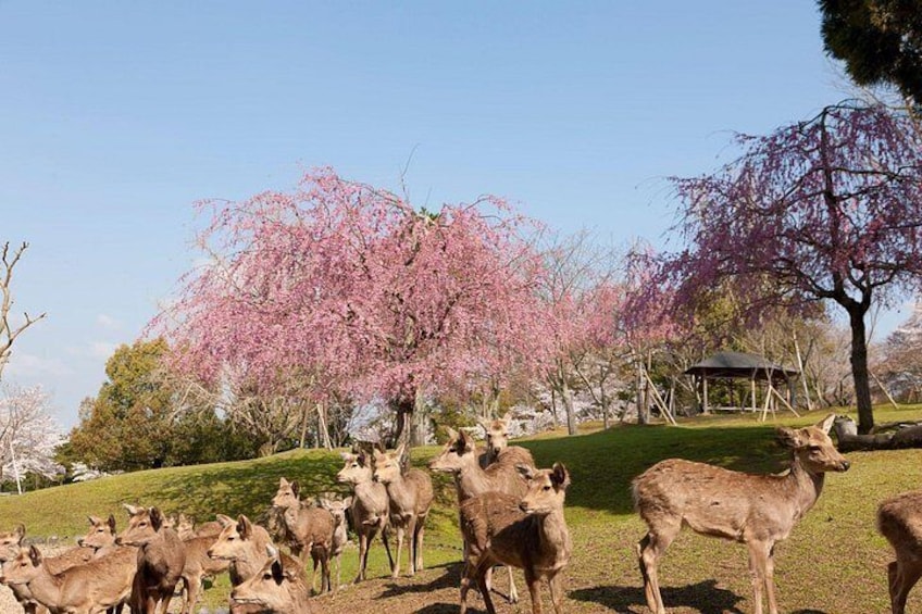From Kyoto: Nara & Kyoto World Heritage Tour with Tea Ceremony 5