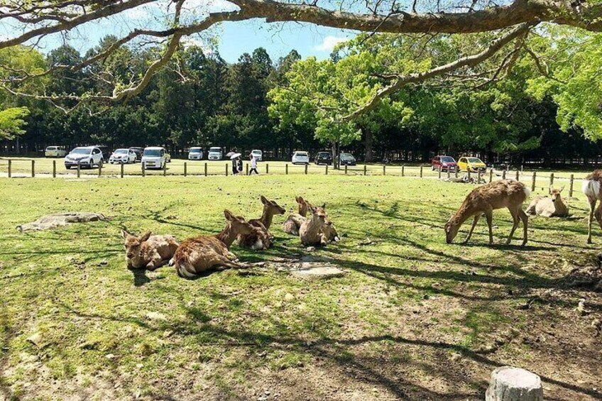 From Kyoto: Nara & Kyoto World Heritage Tour with Tea Ceremony 3