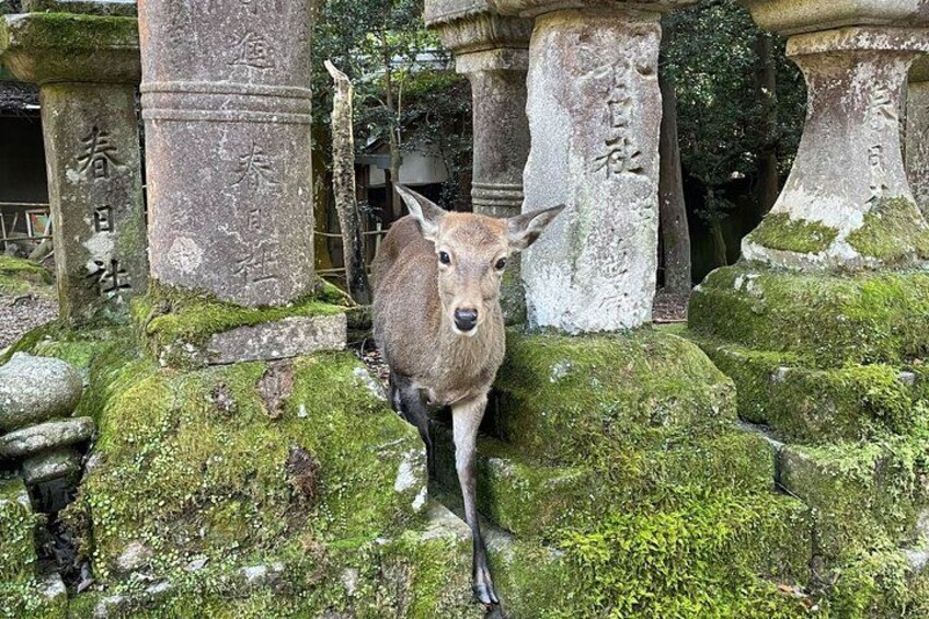 Un ciervo parado frente a pilares de piedra con inscripciones japonesas. 2