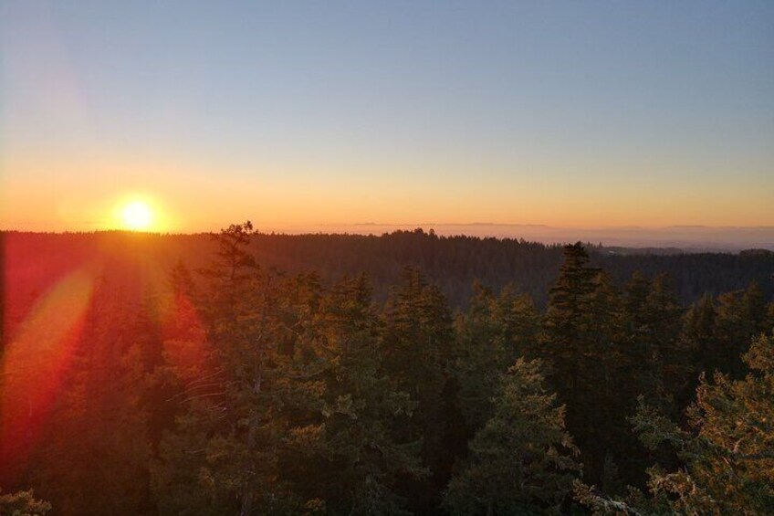 Sunset Tree Climb at Silver Falls State Park