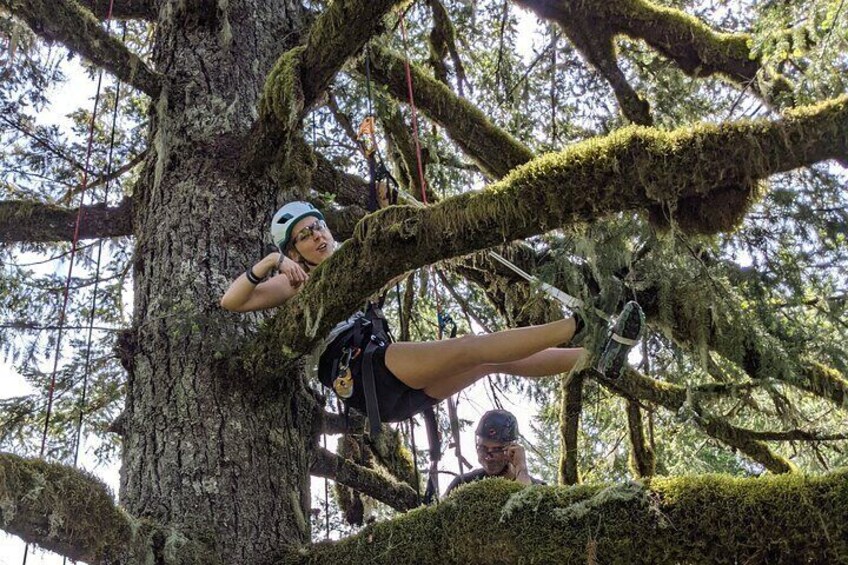 Sunset Tree Climb at Silver Falls State Park