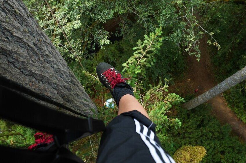 Sunset Tree Climb at Silver Falls State Park