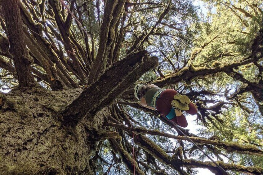 Sunset Tree Climb at Silver Falls State Park