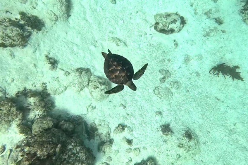A turtle swimming underwater. 1