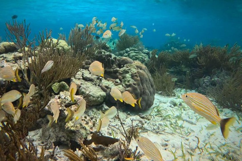 An underwater scene with coral formations, various fish species, and a sandy seabed. 4