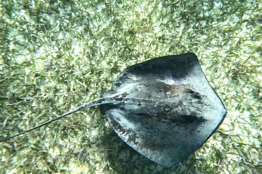 A stingray on a sandy bottom with green aquatic plants. 2
