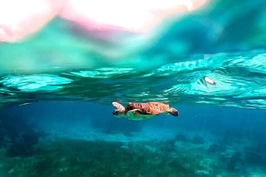 A turtle swimming underwater. 5
