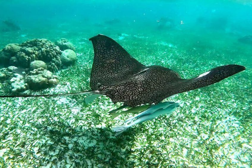 1-Hour Guided Reef Snorkeling Adventure in San Pedro 2
