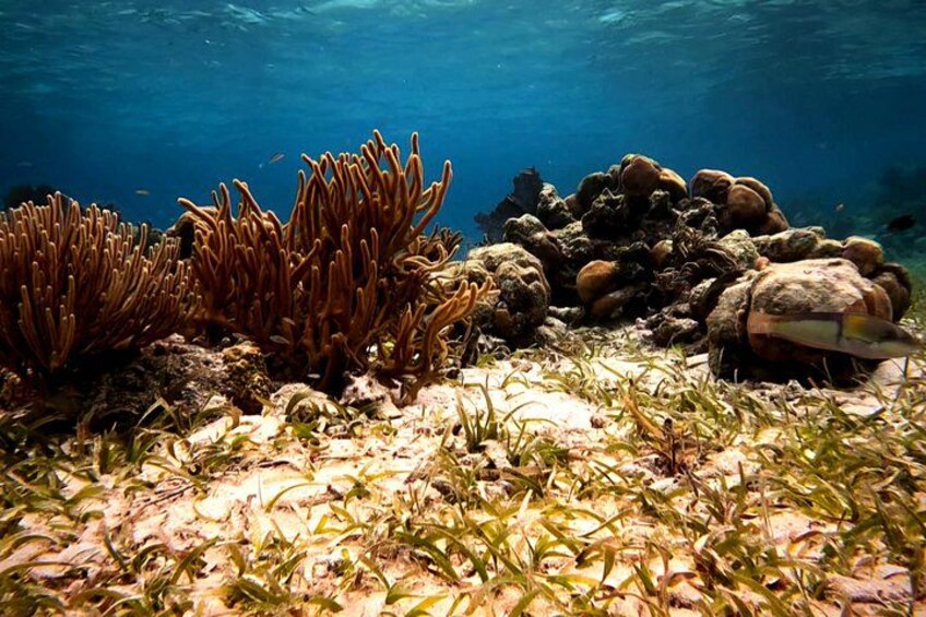 An underwater scene with seaweed, rocks, and a turtle. 3