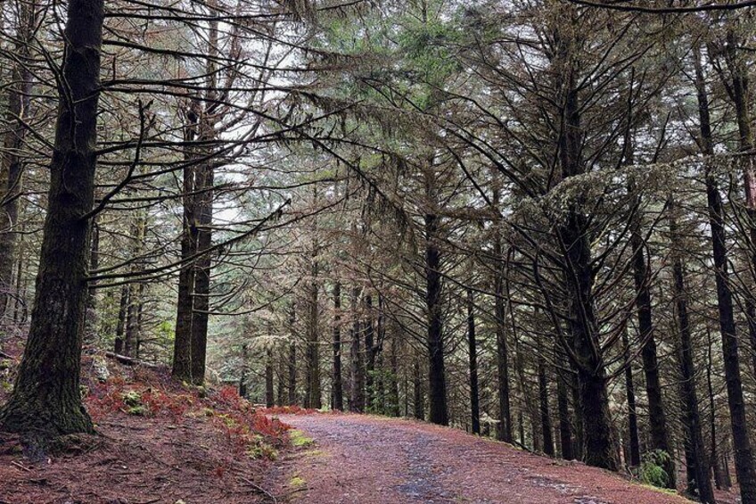 Un área boscosa con un sendero de tierra serpenteando entre árboles altos. 5