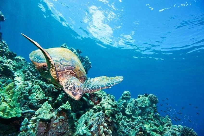 Swimming with Turtles are the main goal. But we will include more! 1
